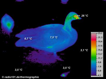 Thermographie / W&auml;rmebild: Ente